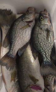 Crappies from Indian River Lagoon, FL
